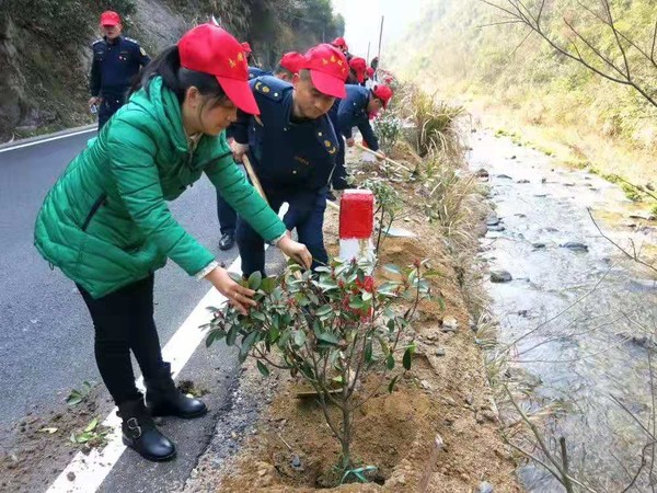 植树2.jpg