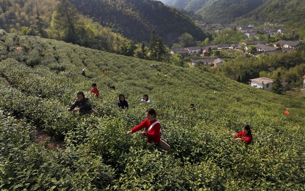 火青茶叶基地.JPG