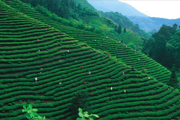 绿色茶园.jpg