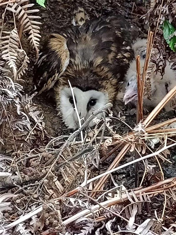 郎溪县十字境内发现国家二级保护动物猴面鹰