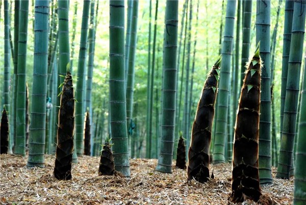 广德市探寻幸福密码东亭乡推行林长制做强竹经济