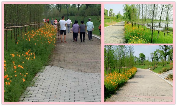 為打造特色公園綠景,完善城市文明創建生態圈,提升濱河公園一期花徑