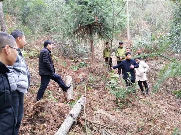 省林检局指导华阳镇疫木除治工作