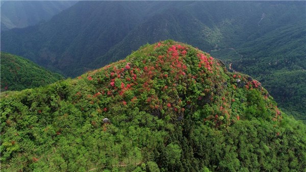 海拔1087米的石凫山,海拔735米铁帽山,是目前旌德高山映山红空中花海